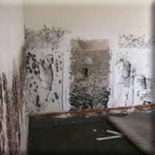 MOLD MITIGATION