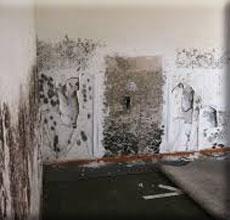 MOLD MITIGATION